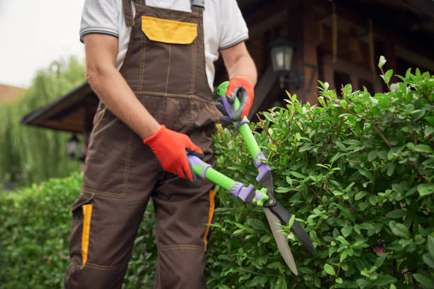 istock Incognito man cutting overgrown bushes. 1210142897