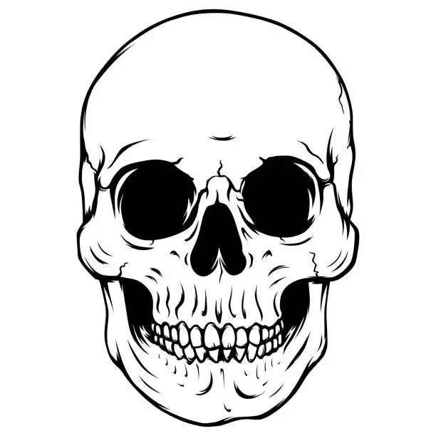 Vector illustration of Monochrome human skull vector illustration isolated on white background/ Black and white vector human skull