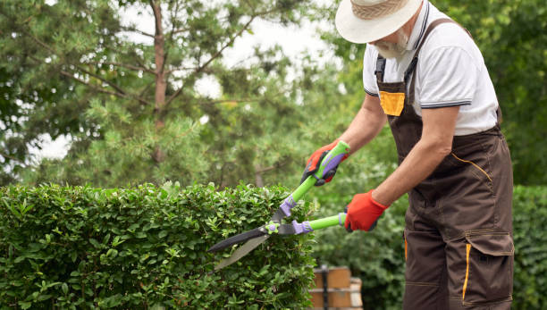 istock Senior man cutting overgrown bushes. 1210143485