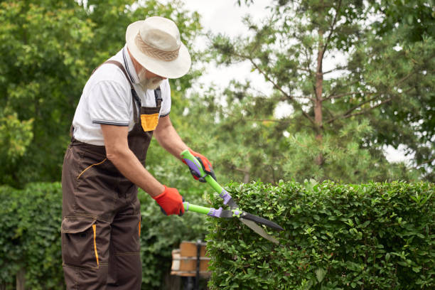istock Senior man cutting overgrown bushes. 1210144003