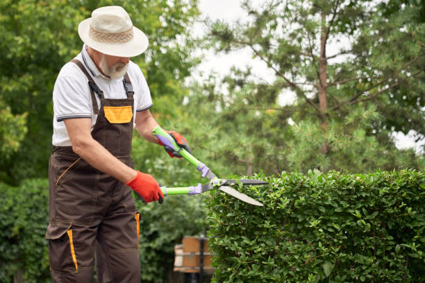 istock Man in hat cutting overgrown bushes. 1210144046