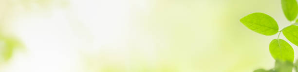istock Close up beautiful nature view green leaf on blurred greenery background under sunlight with bokeh and copy space using as background natural plants landscape, ecology cover concept. 1210145906