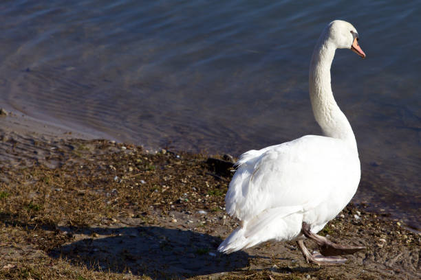 łabędź nad brzegiem jeziora - swan white grass park zdjęcia i obrazy z banku zdjęć