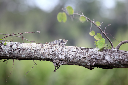 Chameleon (Chamaeleonidae) stands alert on a branch, Sri Lanka, Asia