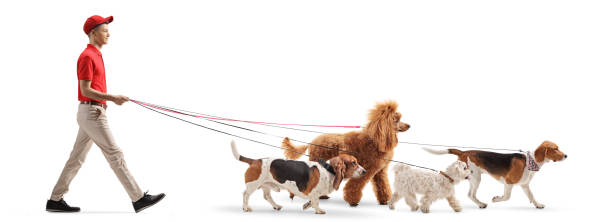 istock Young male dog walker walking dogs 1210147700