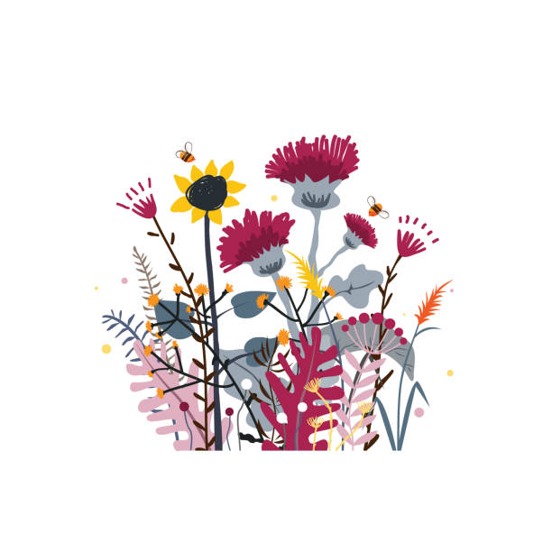 illustrations, cliparts, dessins animés et icônes de bouquet sauvage et de fleurs de pré de miel. fond de nature de vecteur avec les herbes sauvages dessinées à la main, les fleurs et les feuilles sur le blanc. - sunflower flower flower bed light