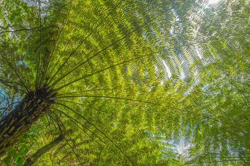 Sun shining through giant fern leaves casting shadows in New Zealand. Royalty free stock photo.