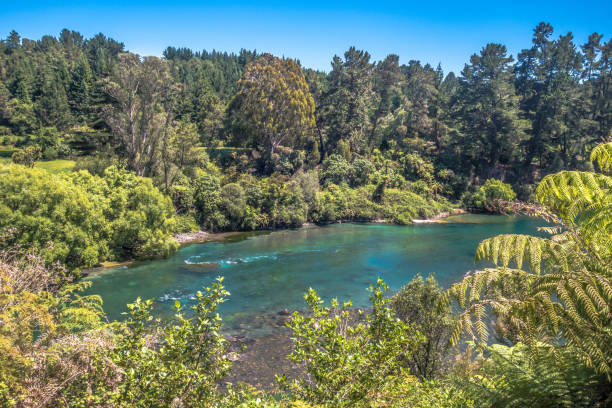 forêt autour de la rivière waikato près de huka falls, nouvelle-zélande en été - chutes de huka photos et images de collection