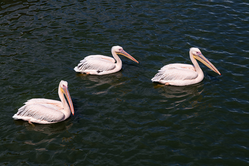 Pink backet pelicans - Pelecanus rufescens swimming in the water. Three beautiful pink wild pelicans on the water surface