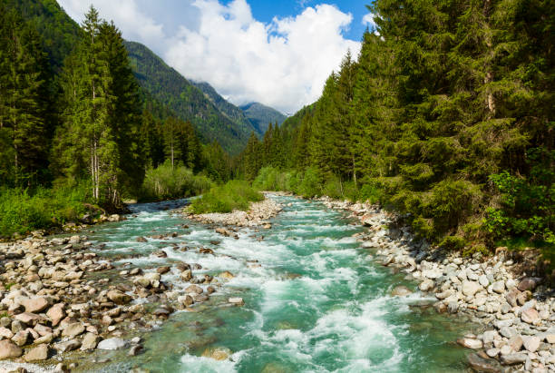 istock River flowing in the forest in the Adamello Brenta Natural Park 1210151039