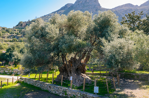 Monumental olive tree in Kavusi.It is a natural monument which is considered to be the oldest olive tree in the world with an age of over 3500 years old.