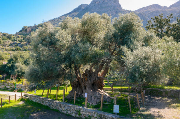 Monumental olive tree in Kavusi. Monumental olive tree in Kavusi.It is a natural monument which is considered to be the oldest olive tree in the world with an age of over 3500 years old. gnarly wood texture stock pictures, royalty-free photos & images