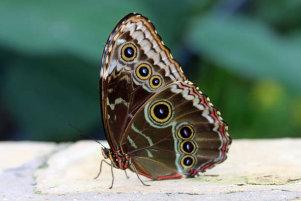 istock Beautiful, vibrant colored, Blue Banded Morpho butterfly found in nature sitting on leaf 1210156629