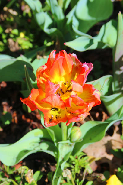 istock Single tulip brightly colored flower growing in ground 1210156704
