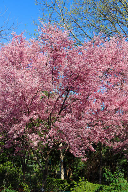 istock Pink blooming cherry tree, vibrant colors 1210156821