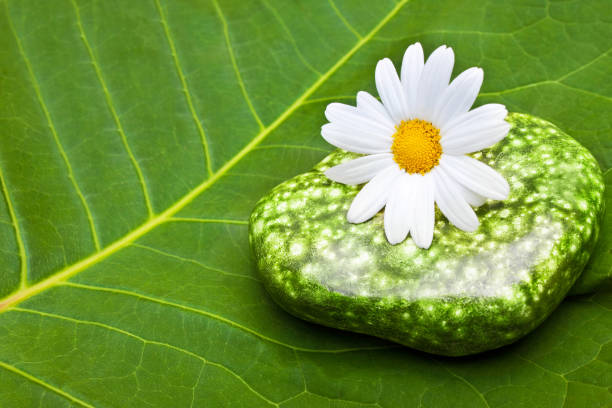 Wellness stones and blossoms on green background