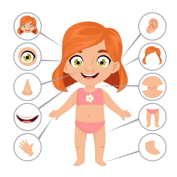 Baby or child body parts school educational poster Baby or child body parts school educational banner or poster template with cute smiling young redhead girl for human anatomy lesson. Cartoon colorful vector illustration for preschool education. kid body parts stock illustrations