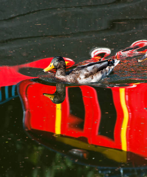 A mallard duck on the canal, with vibrant colours reflecting from the barge above, in Birmingham, England.