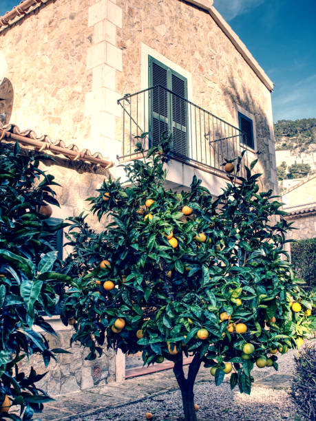 istock Spanish yard with orange tree. Thin street between old houses 1210159197