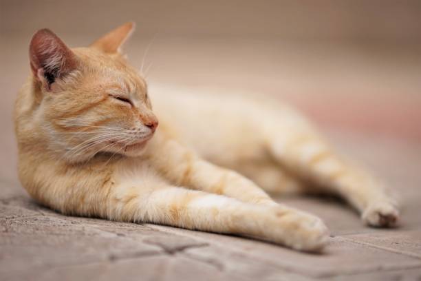 istock ginger cat rest outdoor, relaxation domestic animals 1210159238