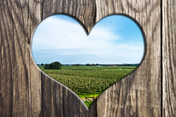 Apple plantation and wooden heart