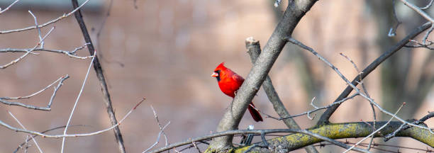 Red cardinal in tree in Canada stock photo