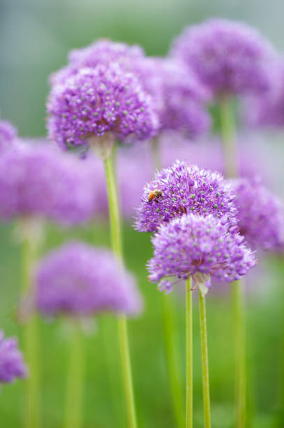 istock European honey bee pollinating Allium flowers 1210160702