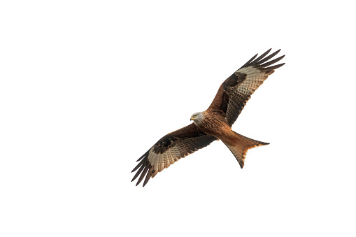 Flying red kite against a white background.