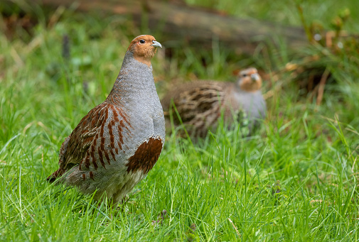 Two grey partridges (Perdix perdix) on a meadow.