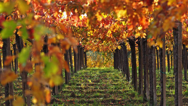 istock Autumn leaves in Italy 1210163039