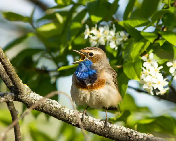 Singing Bluethroat on the bird cherry tree