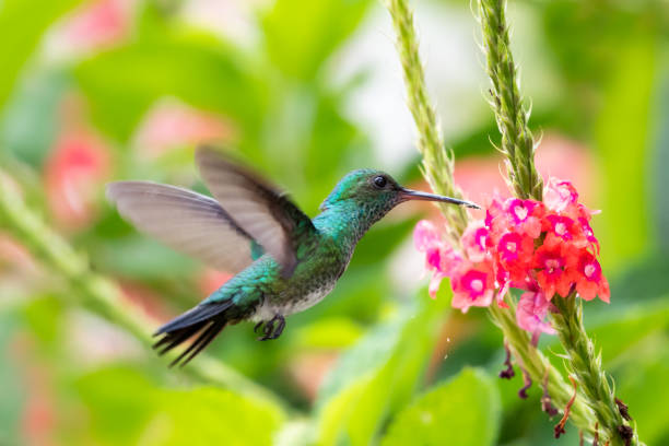Blue-chinned Sapphire hummingbird feeding in a tropical garden A female Blue-chinned Sapphire hummingbird feeding on a pink Vervain flower on a sunny day with lush foliage around. blue chinned sapphire hummingbird stock pictures, royalty-free photos & images