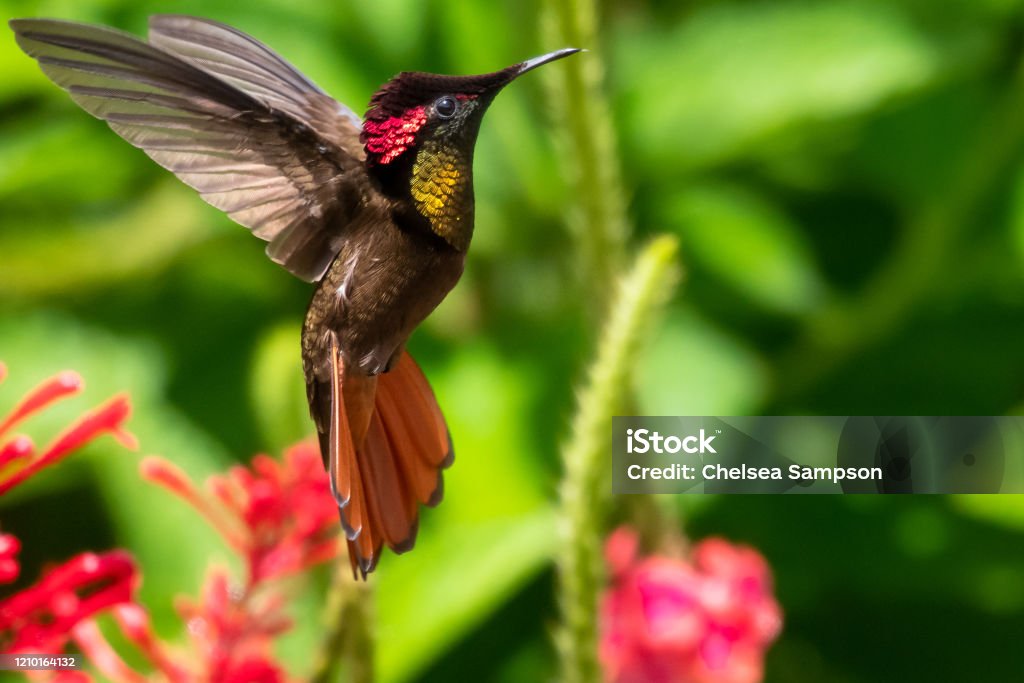 Ruby Topaz Ruby Topaz Hummingbird Feeding In A Tropical Garden Stock Photo ...
