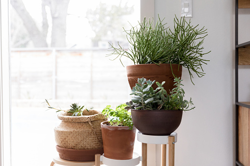 A variety of houseplants lined up on small tables in a modern home or office.