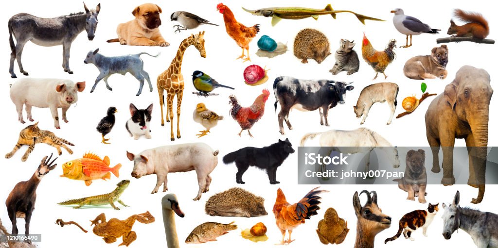 High Quality Set Or Collection Of Farm Animals Wild And Domestic Stock  Photo - Download Image Now - iStock
