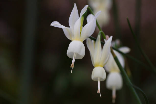 istock Angel's tears narcissus 1210166652