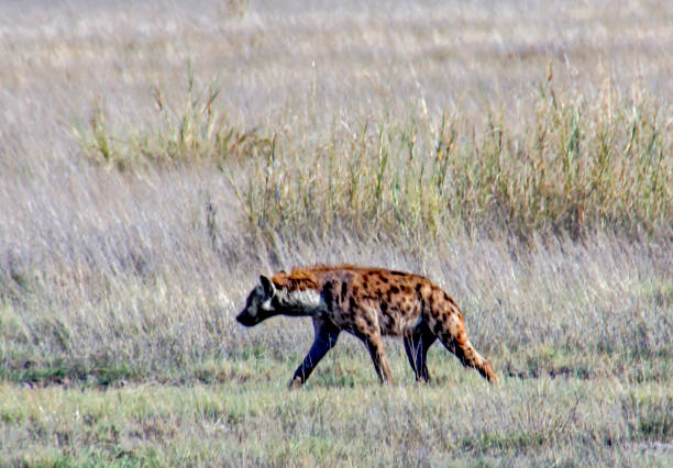 istock Hyena walking near tall grass 1210167509