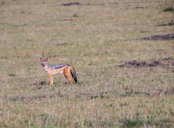 istock Jackal standing in a field looking alert 1210167590