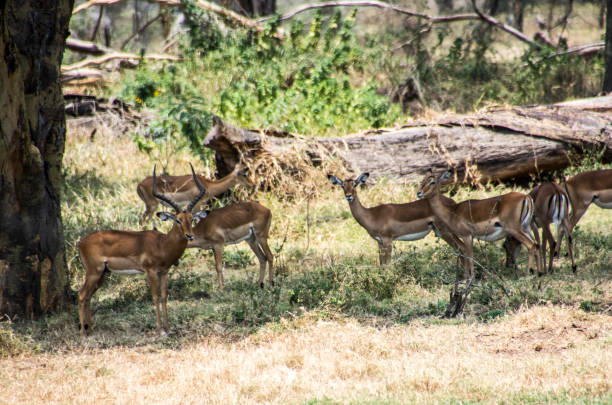 istock A herd of Impala Antelopes under a tree. One with large antlers, several looking toward the camera 1210167724