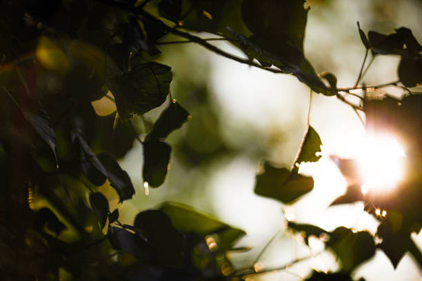 Daylight Leaking Through The Leaves and The Arrival Of Spring