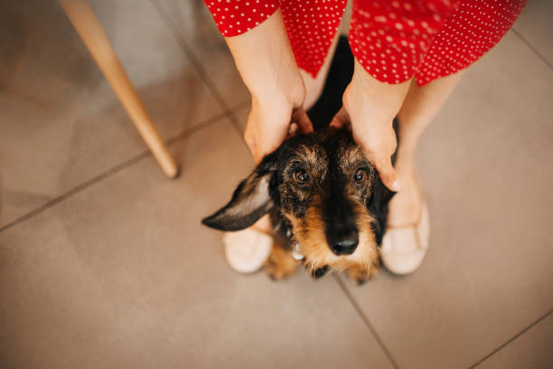 funny dachshund dog being petted, top view stock photo