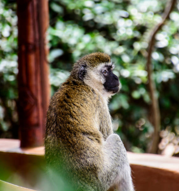 istock Vervet monkey sitting on patio wall 1210169109