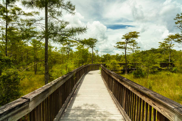 istock Florida Everglades 1210170527