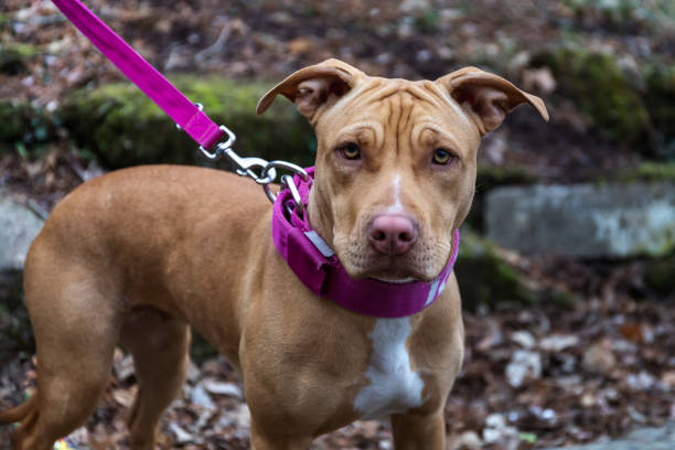istock Pit Bull female, young specimen on a leash. 1210170937
