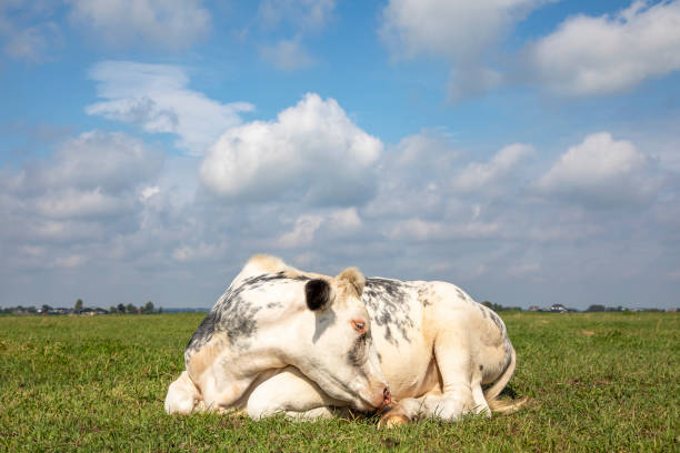 istock White cow curled up sleeping in a field, blue sky and straight horizon 1210171439