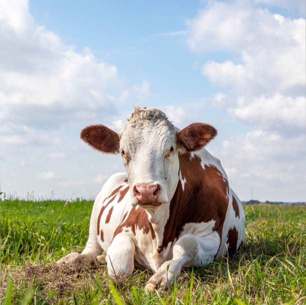 Lying relaxed cow. Brown and white, comfortable ruminating in a meadow and a blue sky and straight horizon