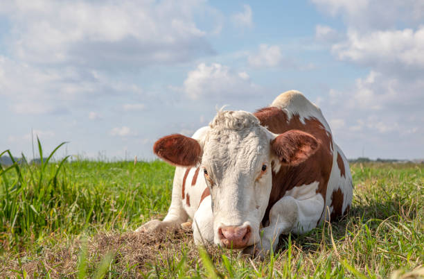 istock Red and white relaxed cow lying down, comfortable ruminating in a field  and a blue sky and straight horizon 1210172084