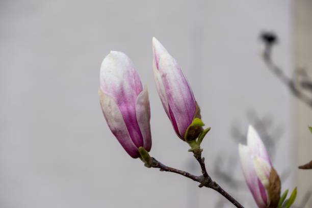 istock Spring tree flowering - Magnolia flowers blooming on the tree. 1210172645