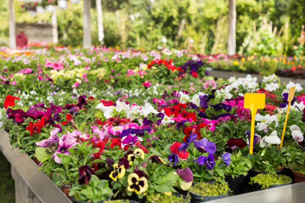 istock Flowering plants in hothouse 1210173288