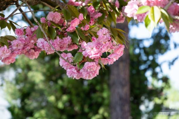 istock Spring tree flowering. Pink flowers on blooming tree. 1210174094